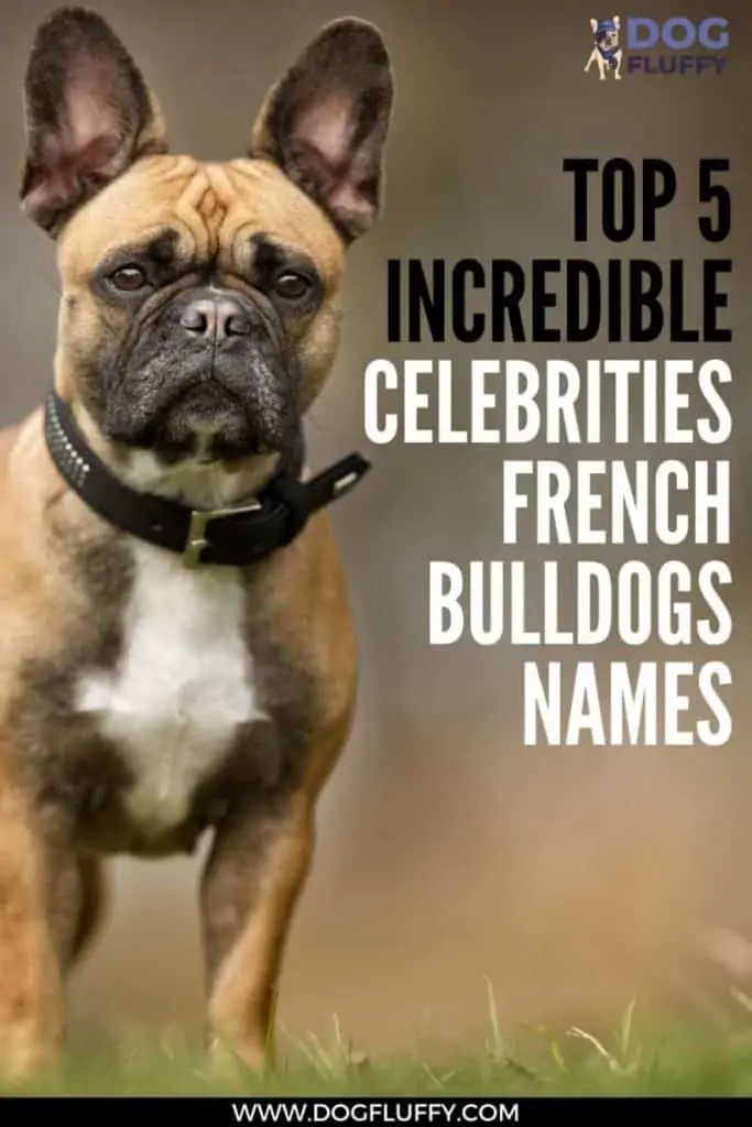 Top 5 Incredible Celebrities French Bulldogs Names PIN IMAGE