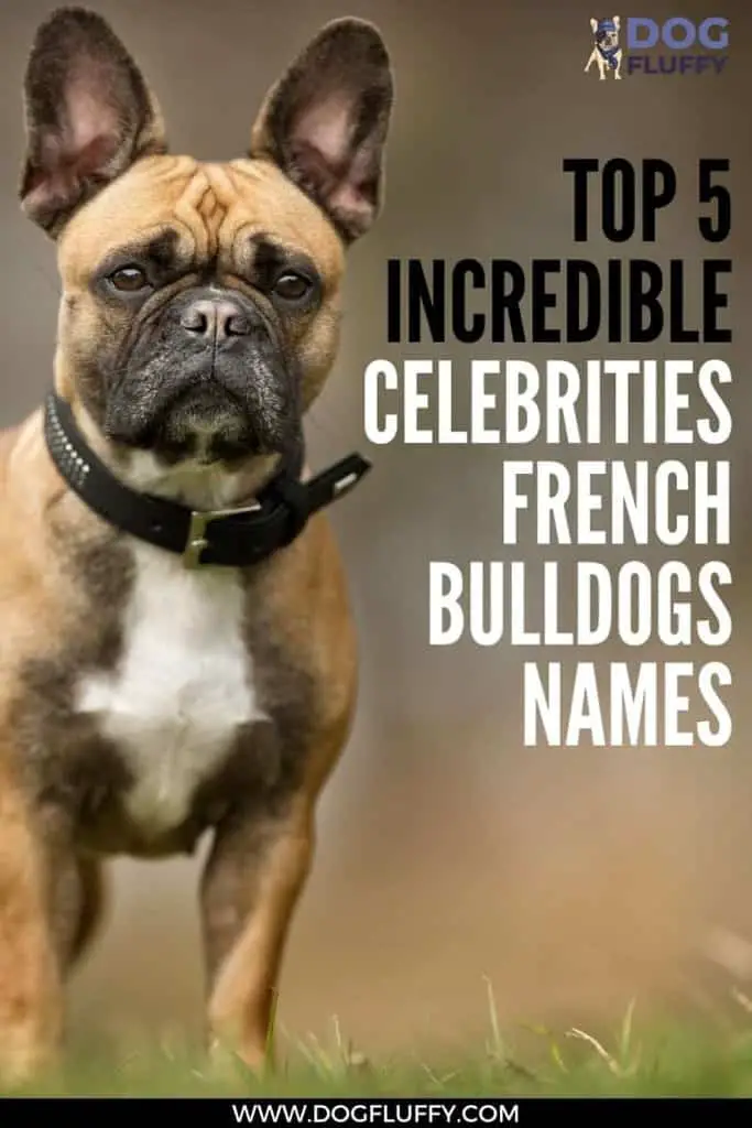 Top5IncredibleCelebritiesFrenchBulldogsNamesPIN