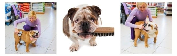 What are the common skin conditions in Bulldog to keep in mind while brushing