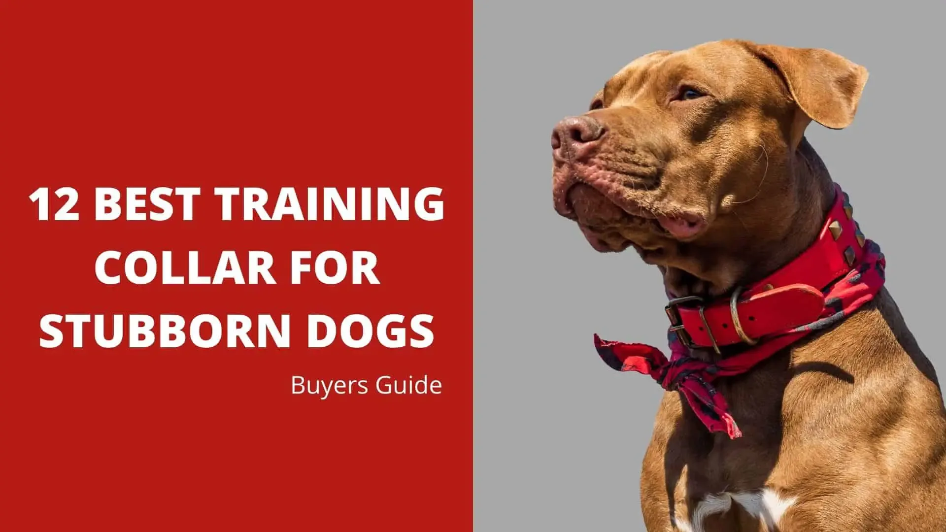 12 Best Training Collar For Stubborn Dogs | Buyers Guide