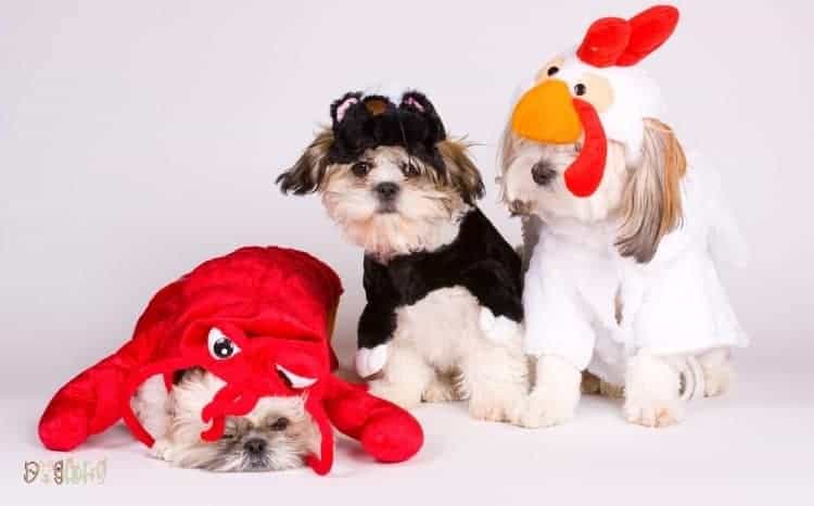 Adorable Costumes for Your Dog Featured Image