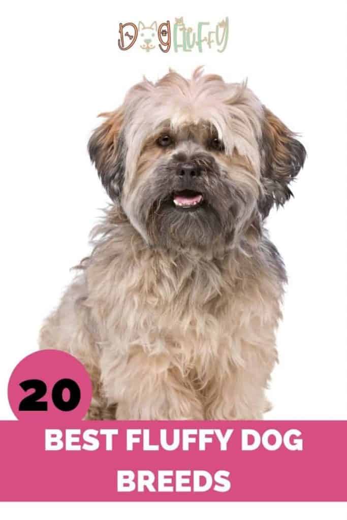 Best Fluffy Dog Breeds Pin Image