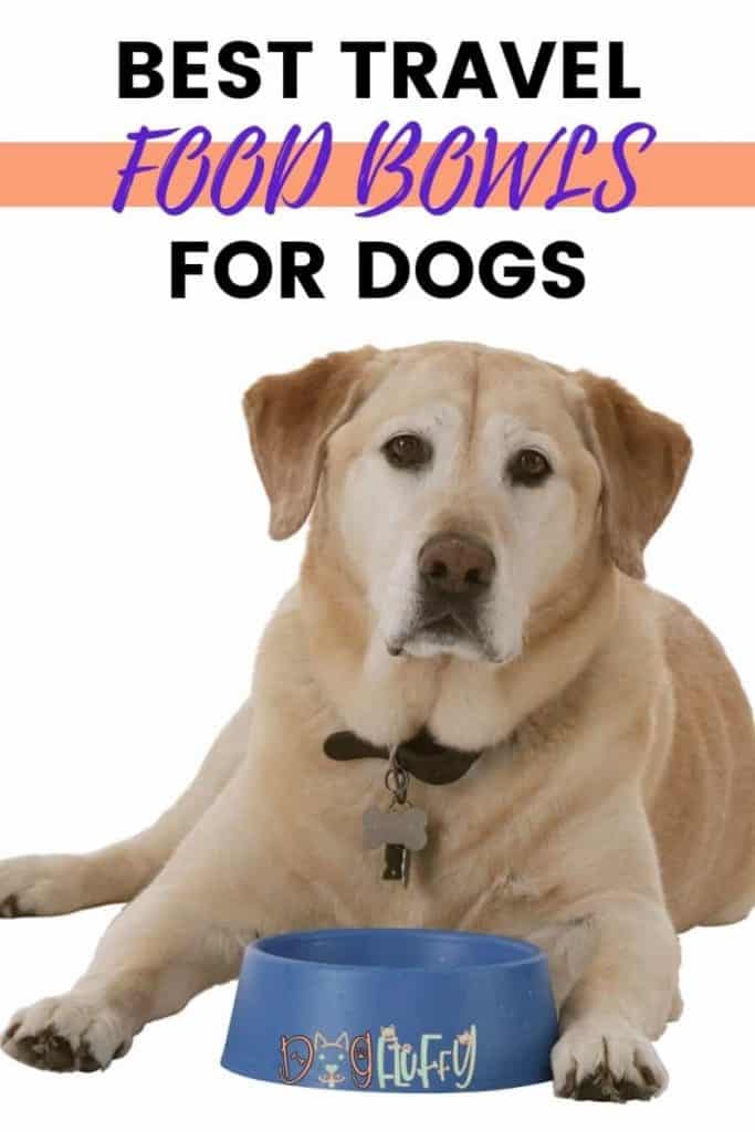 Best Travel Food Bowls For Dogs PIn Image