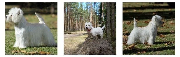 Breeder - West Highland White Terrier Internal image