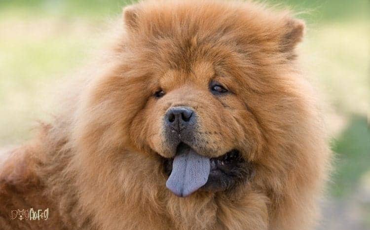 Chow Chow Fluffy Dog Breed