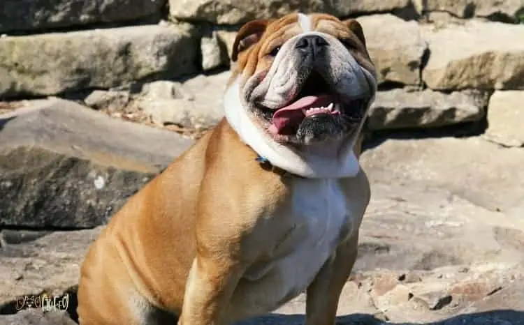 Do Bulldogs Drool in Hot Climate internal Image