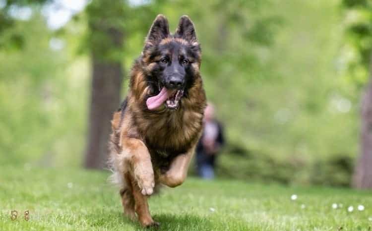 Facts You Didn’t Know About German Shepherd Dog