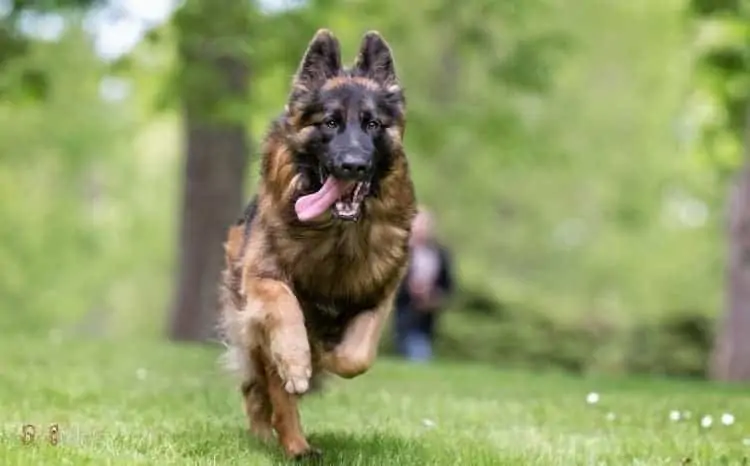 Facts You Didn’t Know About German Shepherd Dog
