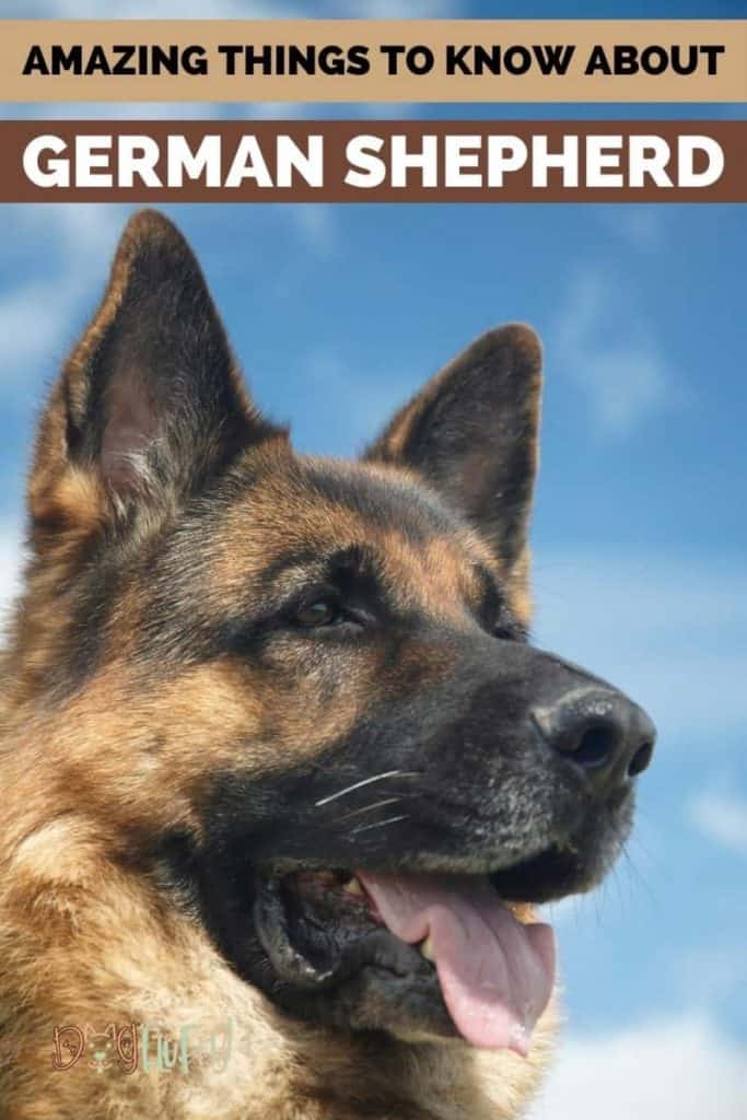 German Shepherd Dog Pin Image