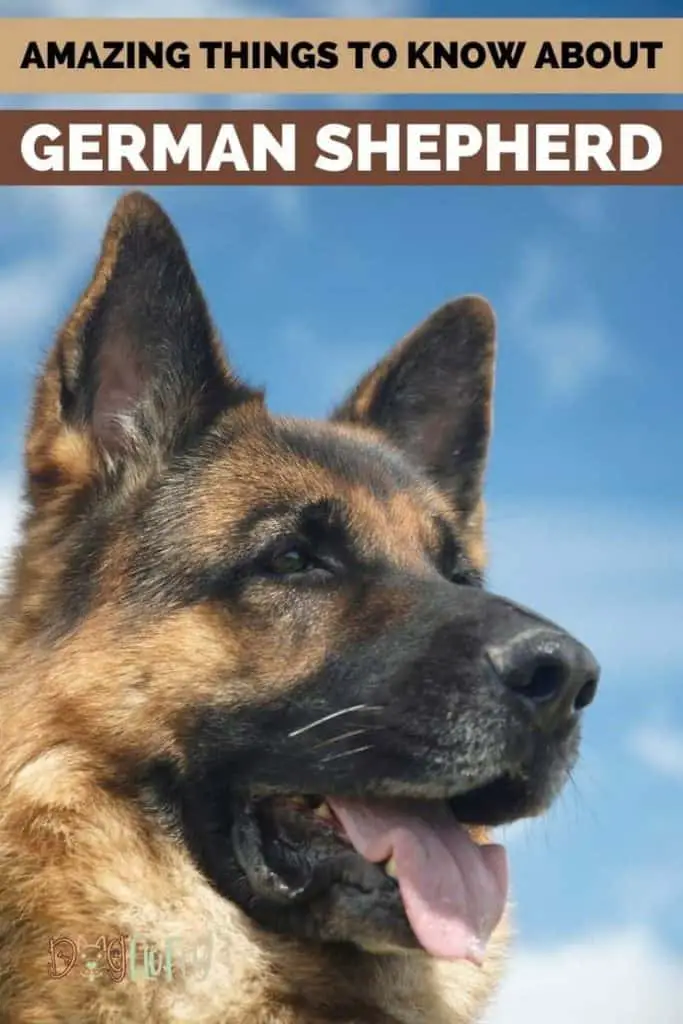 Amazing Things To Know About A German Shepherd Dog & 10 Facts | Dog Fluffy