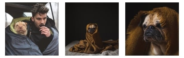 Keeping a Dog House Warm internal image Keeping a Dog House Warm internal image