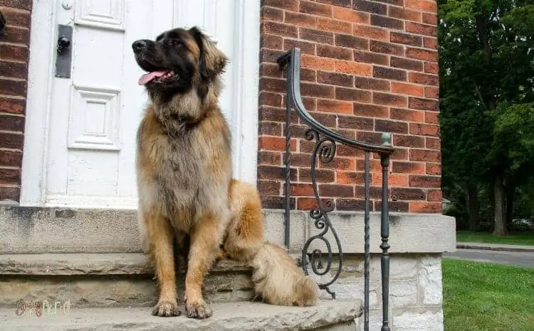 Leonberger Fluffy Dog Breed
