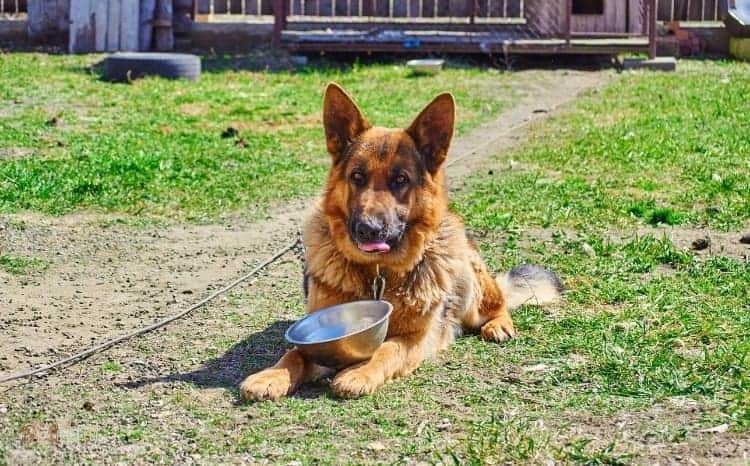 Nutrition Care for German Shepherd Dog