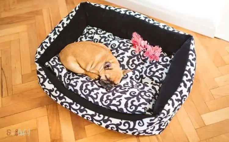 Orthopedic dog bed for bulldog featured image