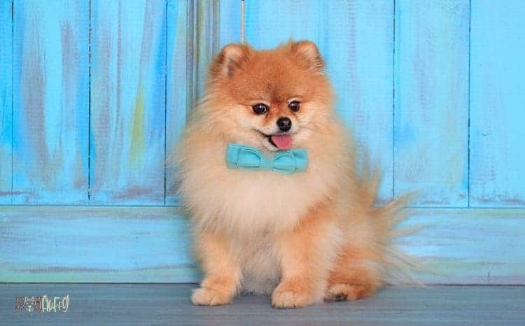 Pomeranian Fluffy Dog Breed