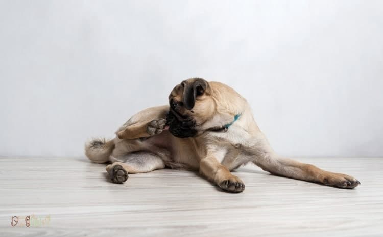 Puppy Licking Paws: 10 Important Reasons