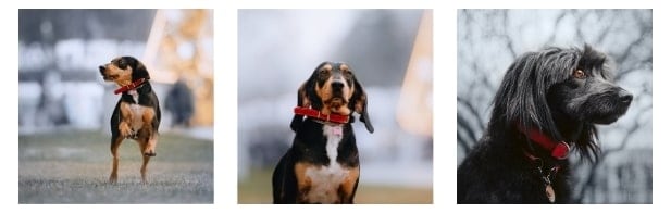 Reasons Your Dog Needs a Pet ID Tag Internal image