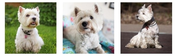 Rescue Groups - West Highland White Terrier