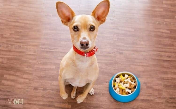 Travel Food Bowls For Dogs Featured Image