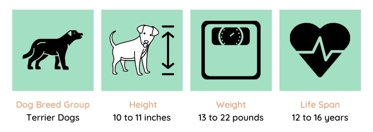 Vital Stats West Highland White Terrier