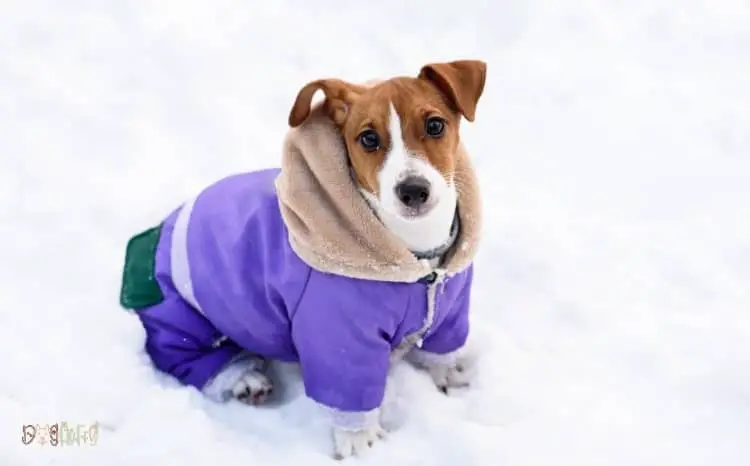 Waterproof Dog Coats With Legs Featured image