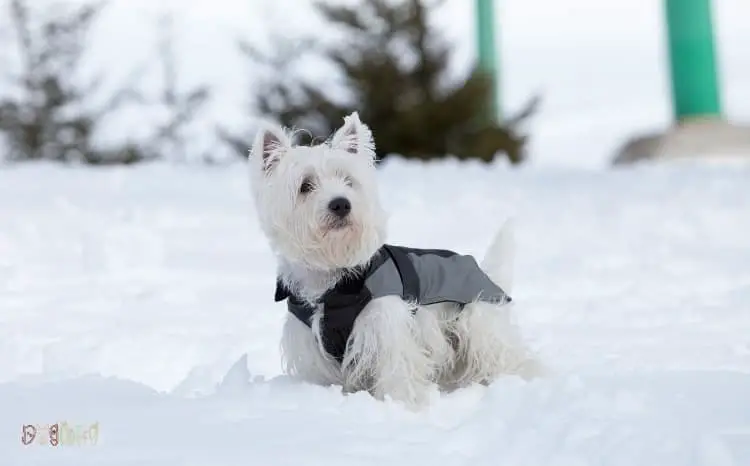 West Highland White Terrier Dog Breed Images1 1