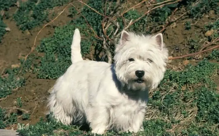 West Highland White Terrier Dog Breed Images3 1