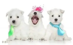 West Highland White Terrier Dog Breed Images6 1