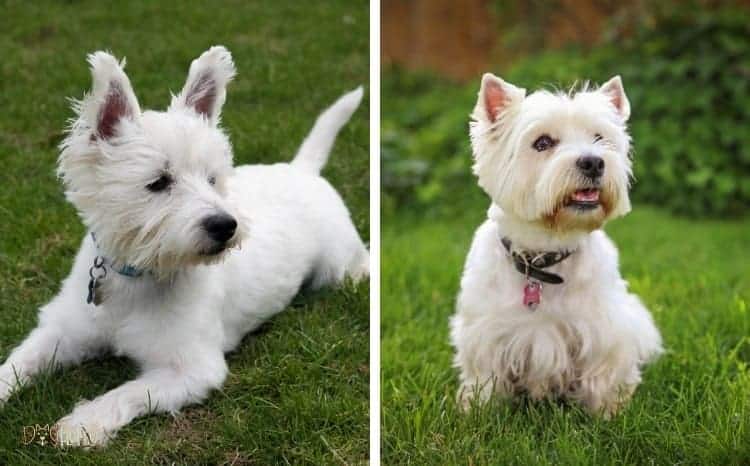 West Highland White Terrier Male of Female