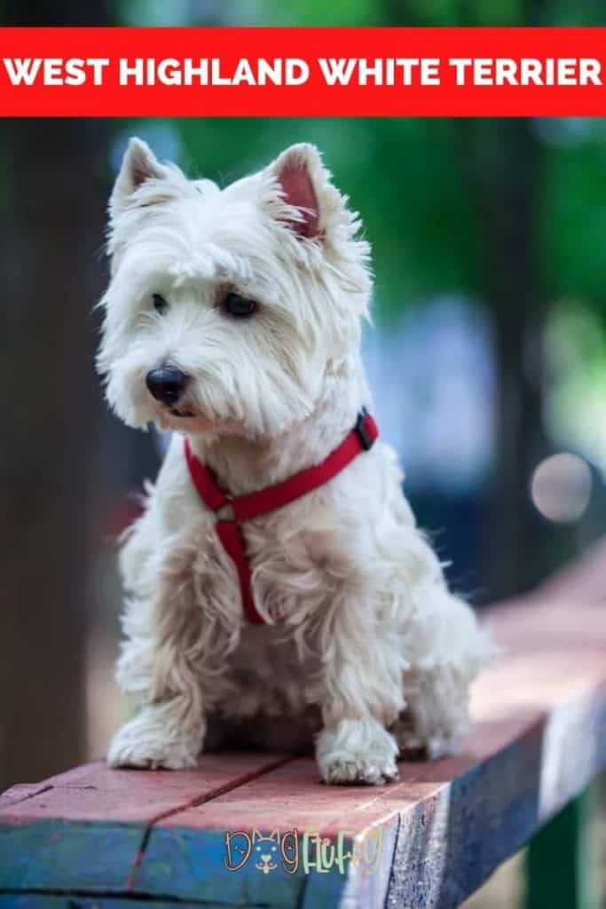 West Highland White Terrier Pin Image