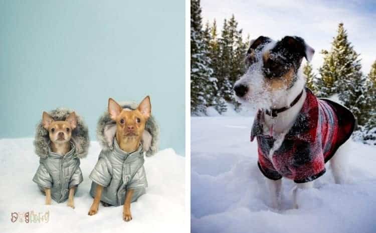 Why Does Your Fluffy Need Waterproof Dog Coats With Legs Why Does Your Fluffy Need Waterproof Dog Coats With Legs