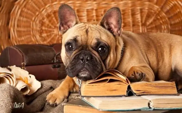 bulldog books featured image