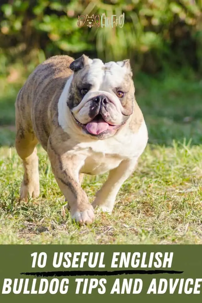 English bulldog tips and advice Pin Image