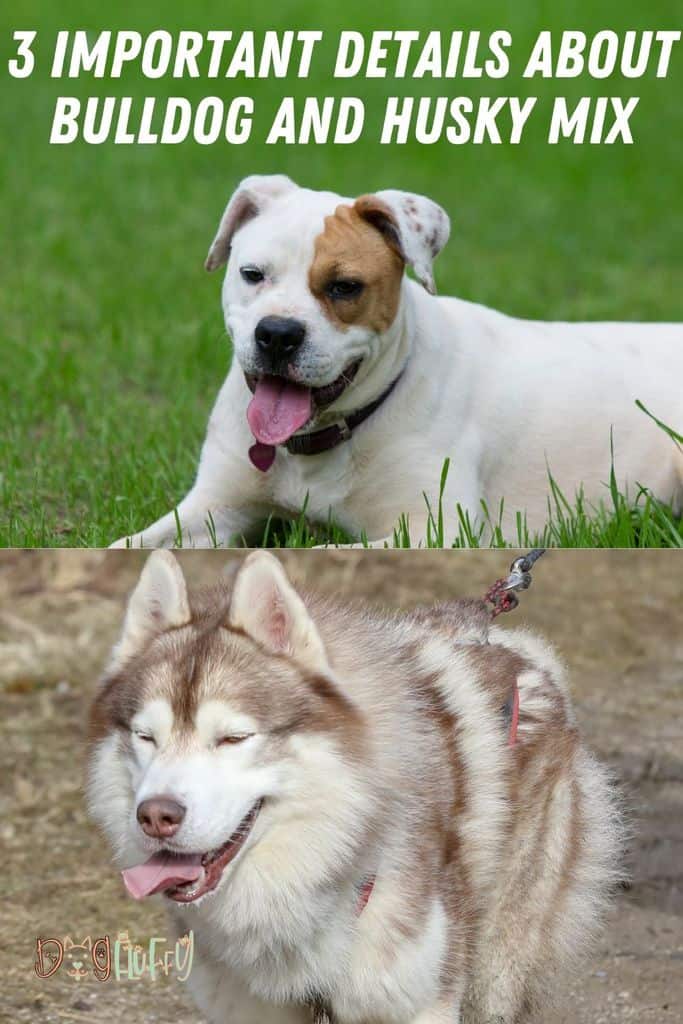 3-Important-Details-About-Bulldog-and-Husky-Mix-Pin-Image