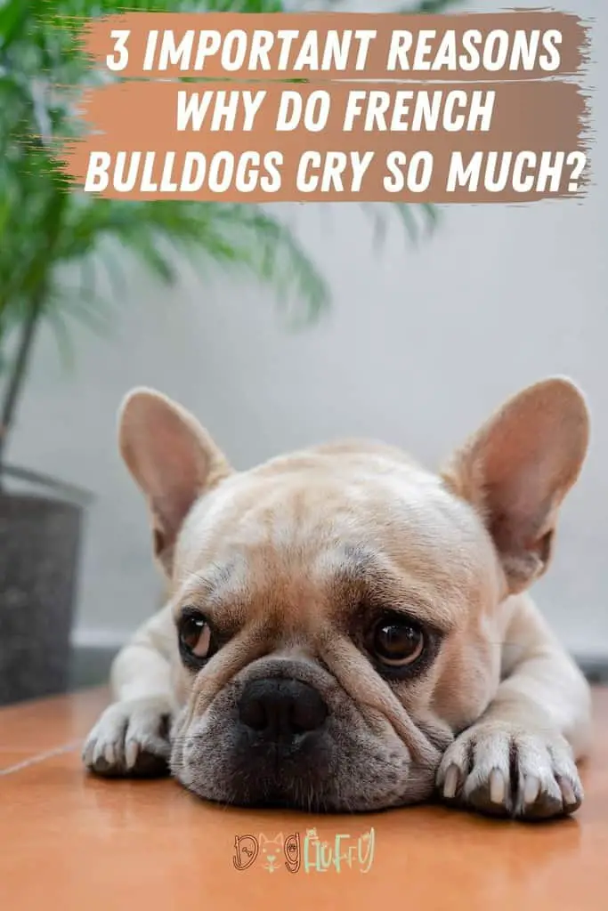 3-Important-Reasons-–-Why-Do-French-Bulldogs-Cry-So-Much_-Pin-Image