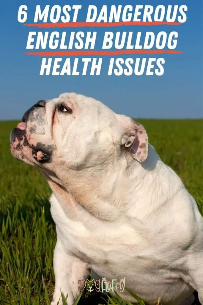 6 Most Dangerous English Bulldog Health Issues Dog Fluffy