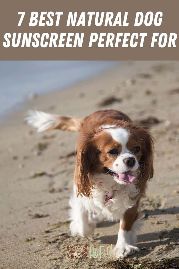 7-Best-Natural-Dog-Sunscreen-Perfect-for-Pin-Image