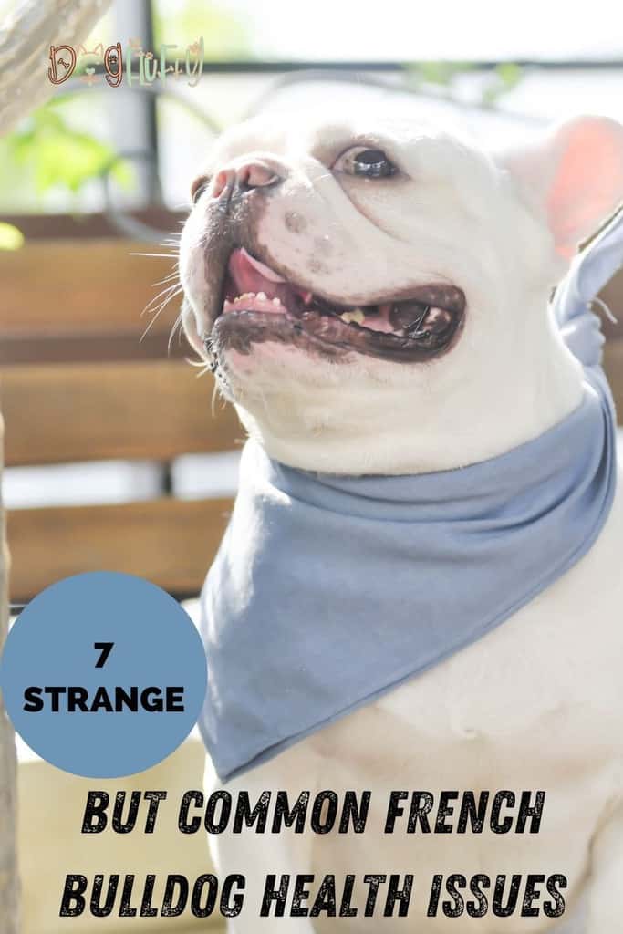 7-Strange-but-Common-French-Bulldog-Health-Issues-pin-image