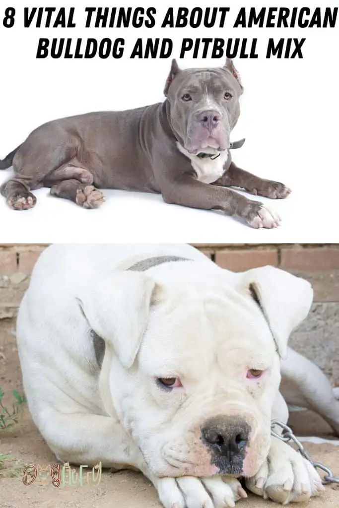 8-Vital-Things-about-American-Bulldog-and-Pitbull-Mix-Pin-Featured-Image- 8-Vital-Things-about-American-Bulldog-and-Pitbull-Mix-Pin-Featured-Image-