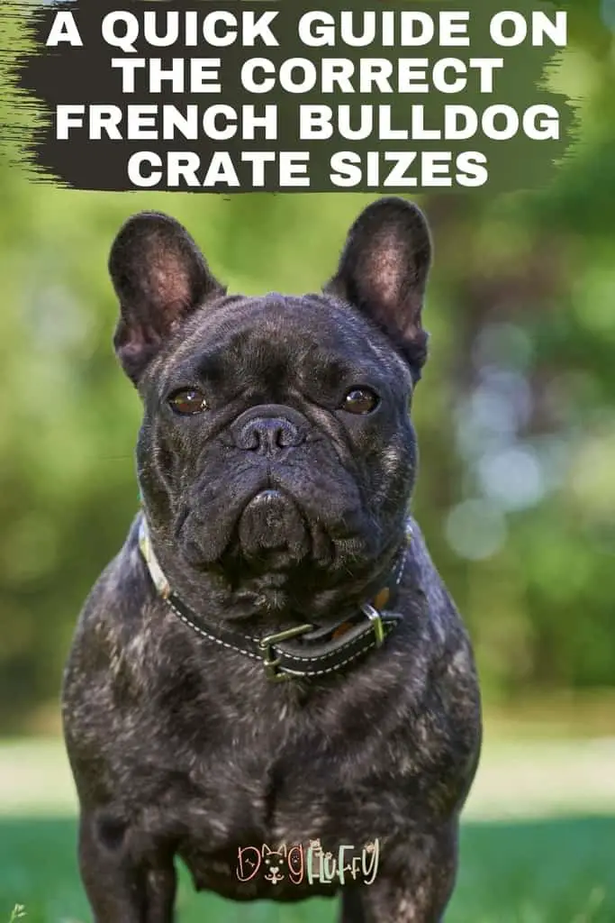 A-quick-guide-on-the-correct-French-bulldog-crate-sizes-Pin-Image