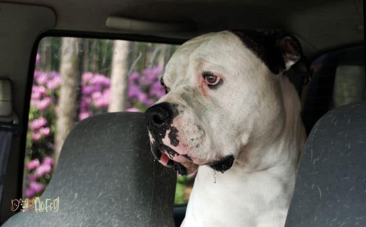 American Bulldog Health Issues featured image