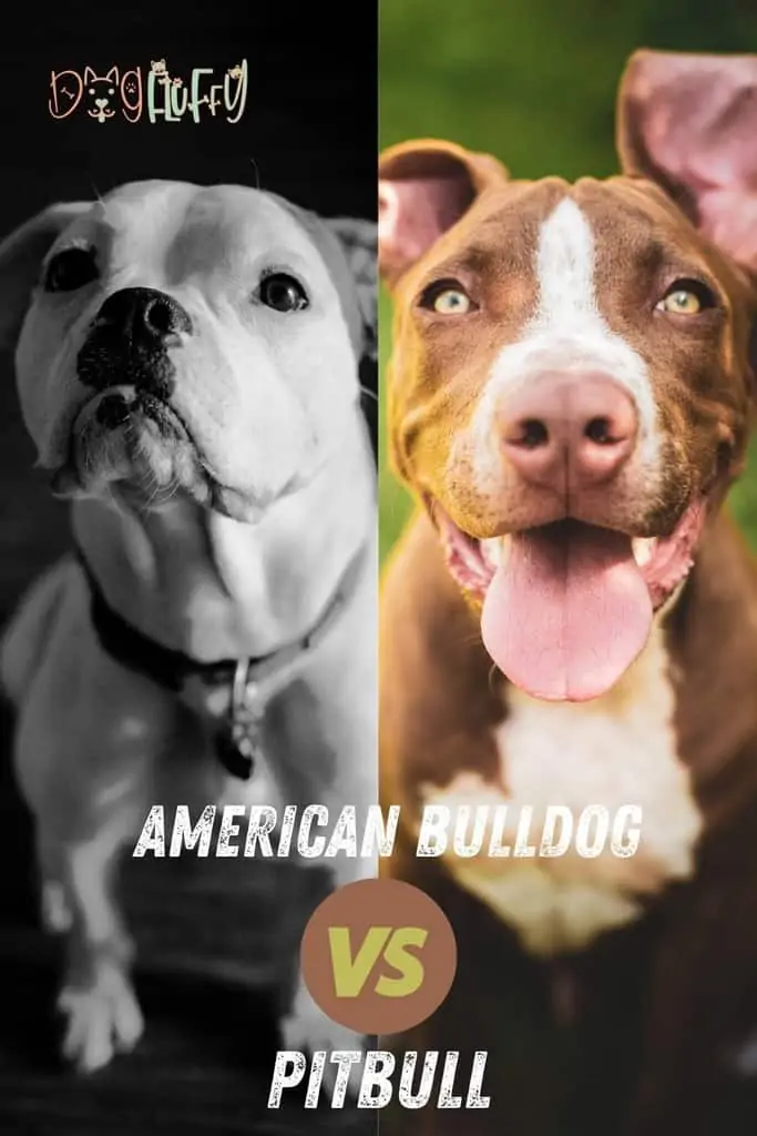 American-Bulldog-vs-Pitbull-pin-image