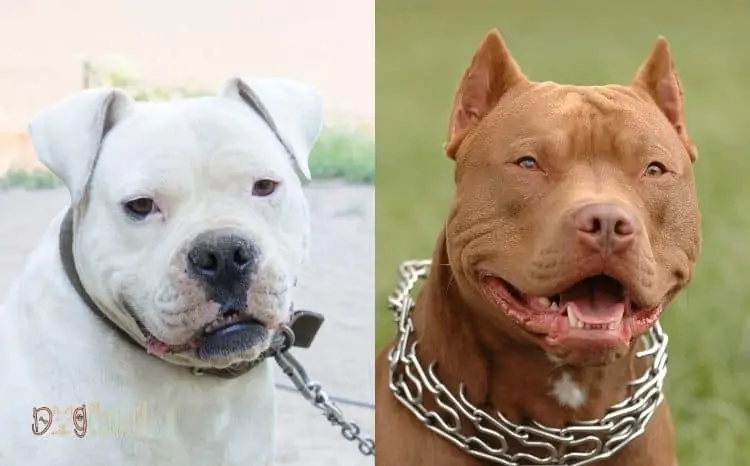 American-bulldog-and-Pitbull-mix- American-bulldog-and-Pitbull-mix-