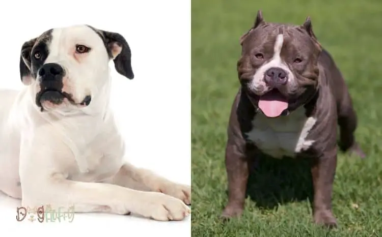 8 Best Vital Things About American Bulldog and Pitbull Mix