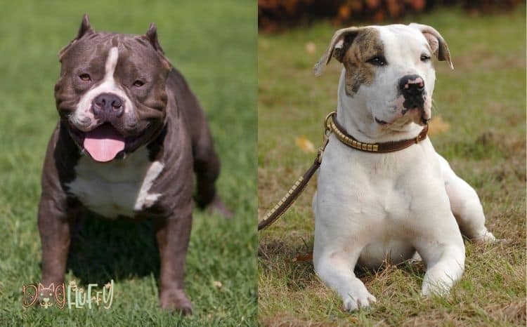 American-bulldog-vs-pitbull-featured-image