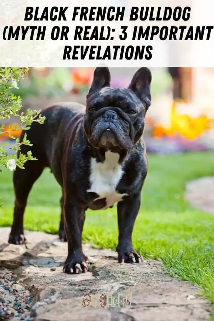 Black-French-Bulldog-Myth-or-Real_-3-Important-Revelations-Pin-Image