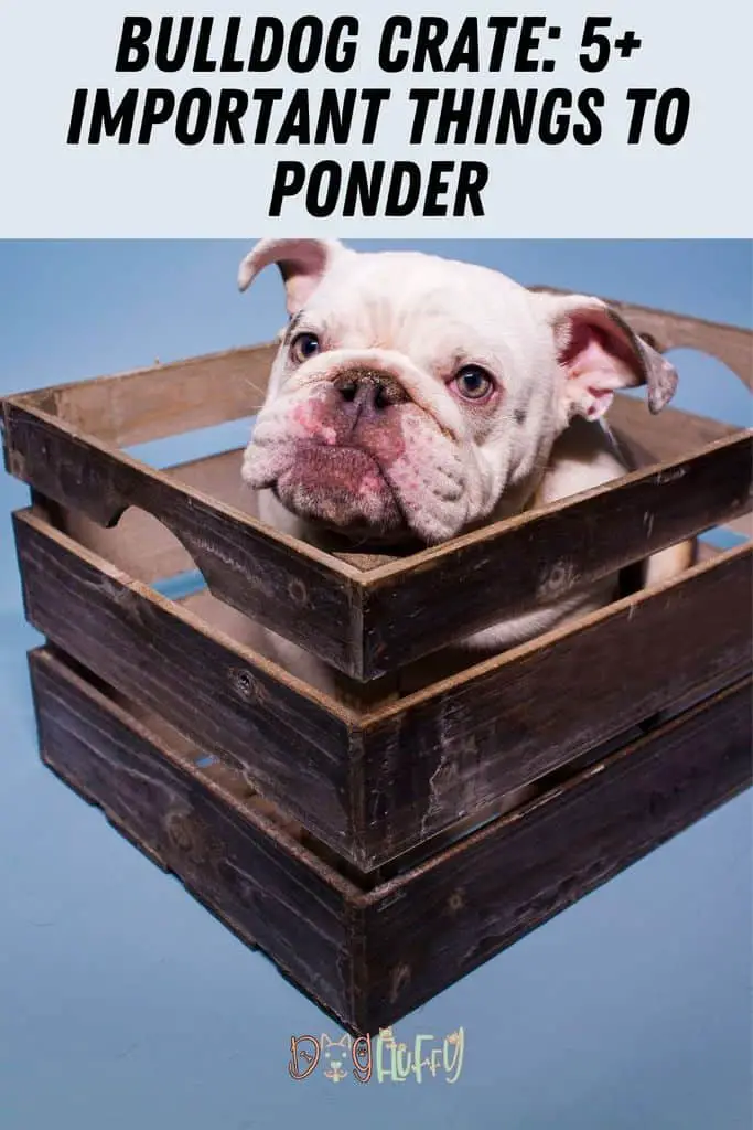 Bulldog-Crate_-5-Important-Things-To-Ponder-Pin-Image