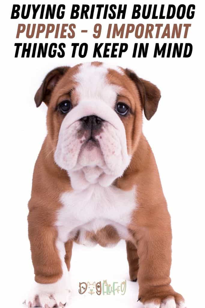 Buying-British-Bulldog-Puppies-9-Important-Things-To-Keep-In-Mind-Pin-Image