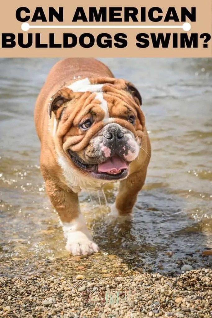 Can-American-Bulldogs-Swim_-Pin-Image