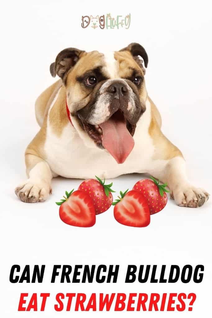 Can-French-Bulldog-Eat-Strawberries_-Pin-Image